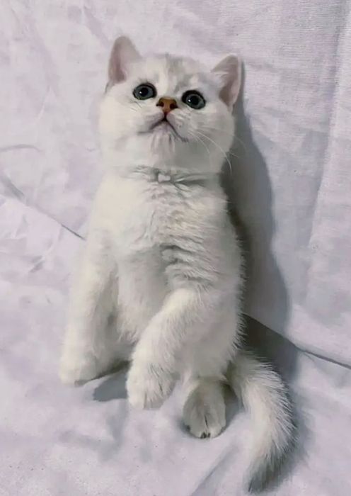 Британский Серабрист Шиншила. Киз. Угил