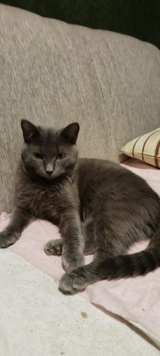 Котик ищет дом , Астана