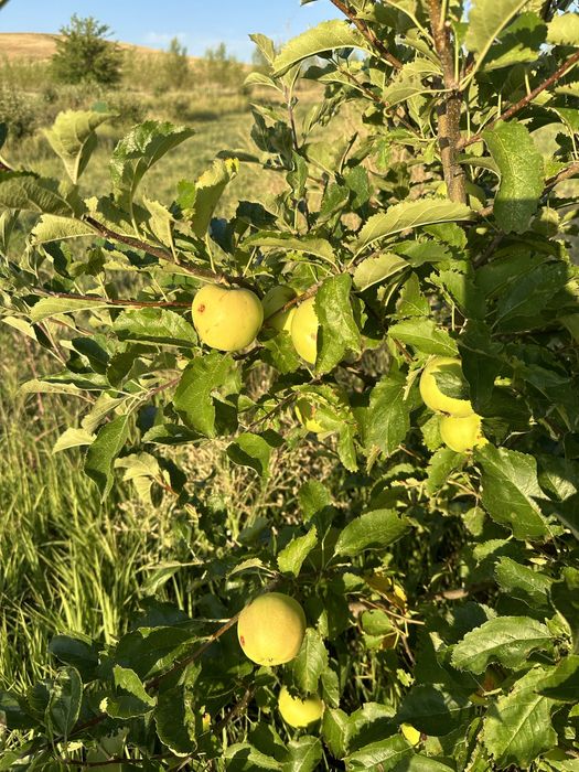 Срочно продается