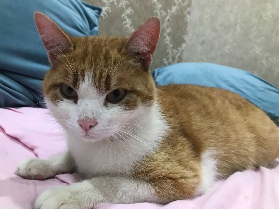 отдам в хорошие руки кота