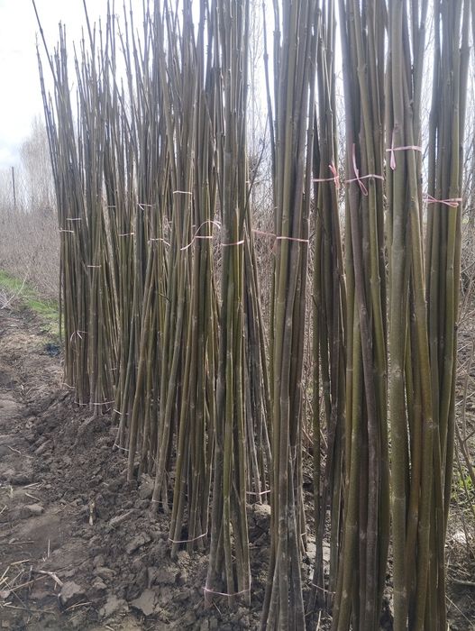 Ку́чатлар сифатли ва су́ртига кафолат мавжут