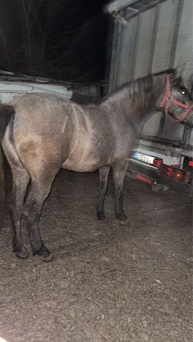 Vand doi manji surei de un an si 6 luni manz si manza