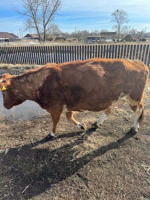 Коровы первотелка