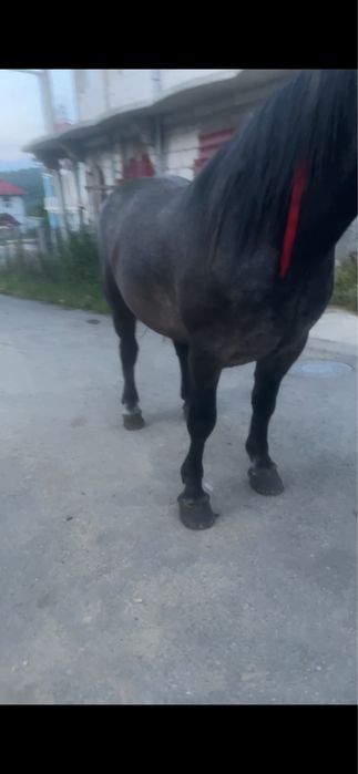 Vand manza de 3 ani sura