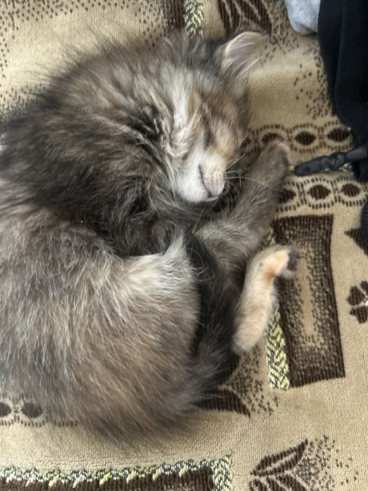 Котенок девочка бесплатно
