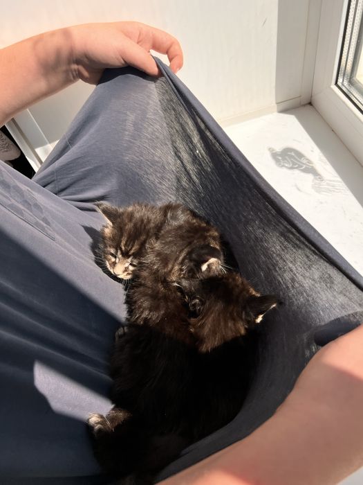 Котята Мейн кун полидактильные