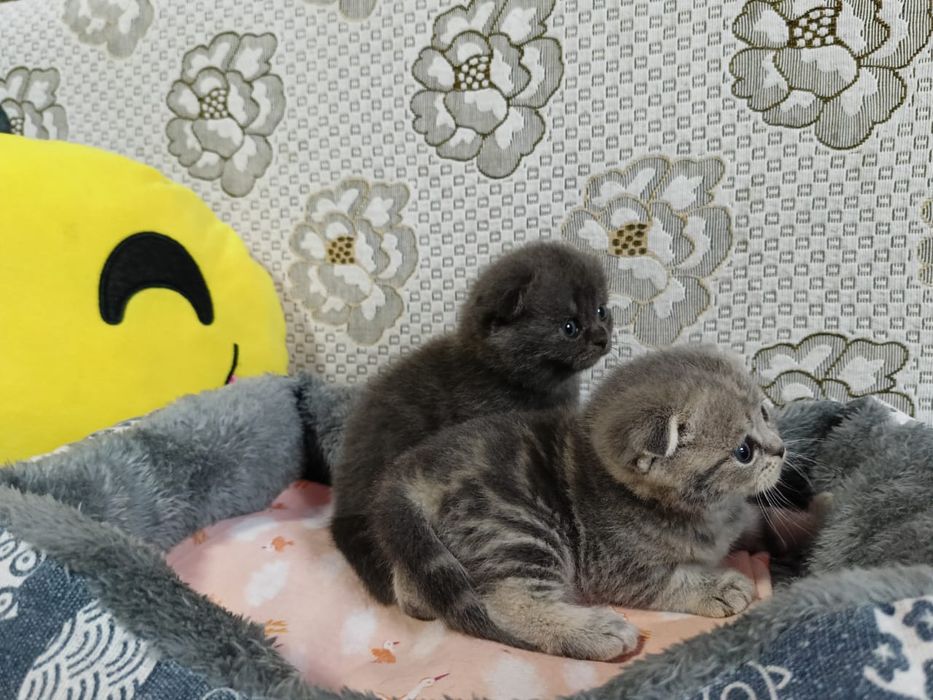 Скоттиш Фолд и Страйт.