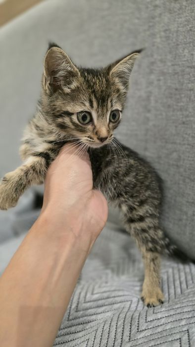 Отдам котёнка в добрые руки!