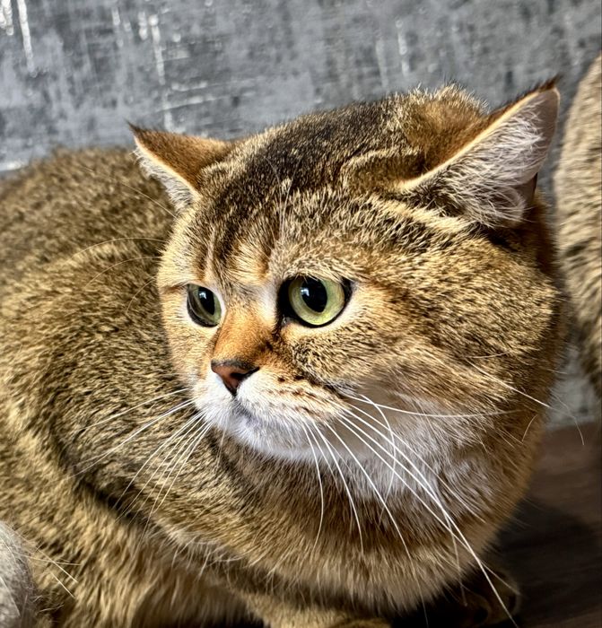 Шиншилла золото серебро
