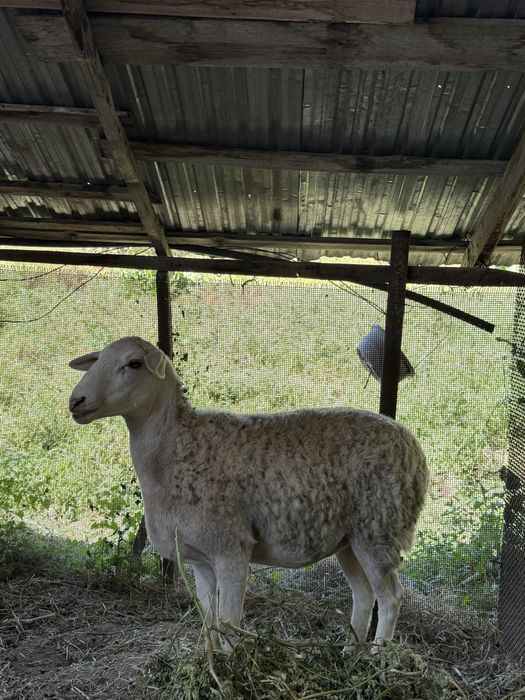Продам барана домашний