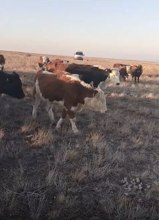 Продам подсос телят