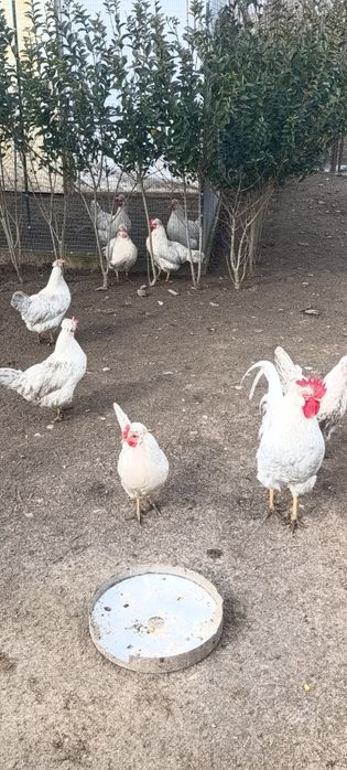 Яйца за люпене от легбар опал , легбар крем и австралорп