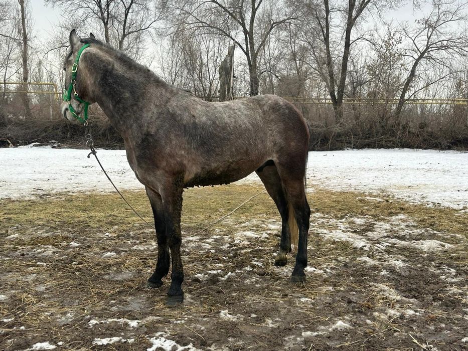 Продам молодого  жеребца