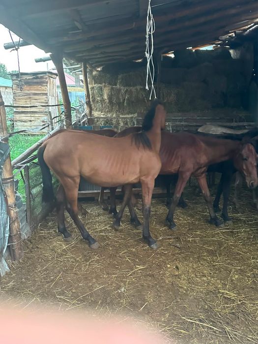 Продам срочно на откорме красивый