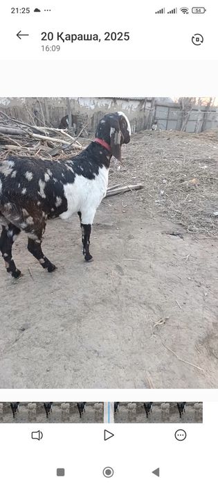 Битал ешкі  сатлады