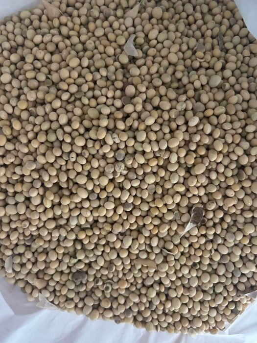 Соя.Платный чат! Все корма.