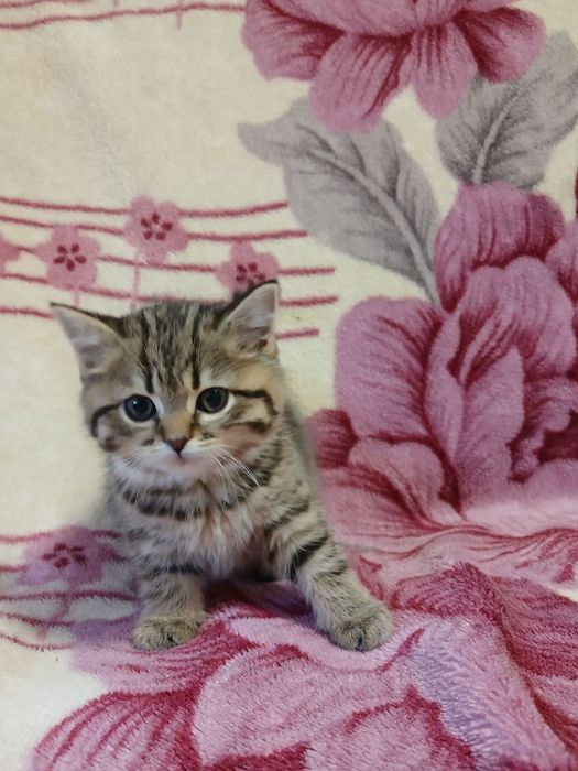 Продается шикарная девочка Скоттиш страйт