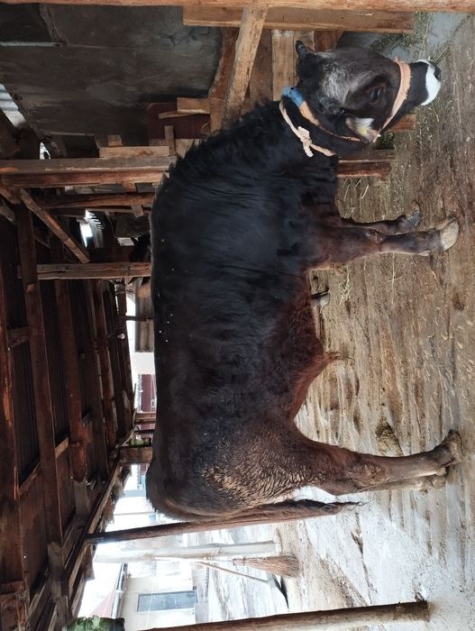 Продается  бычок