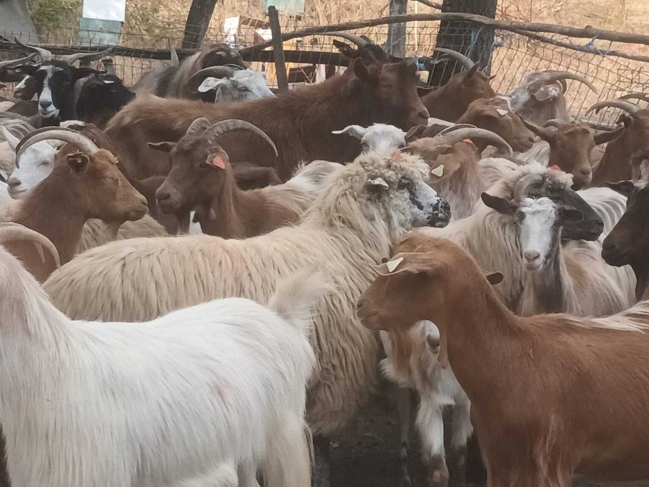 Animale domestice