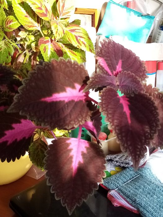 Продам укорененные колеусы. 500 тг  корень. ь