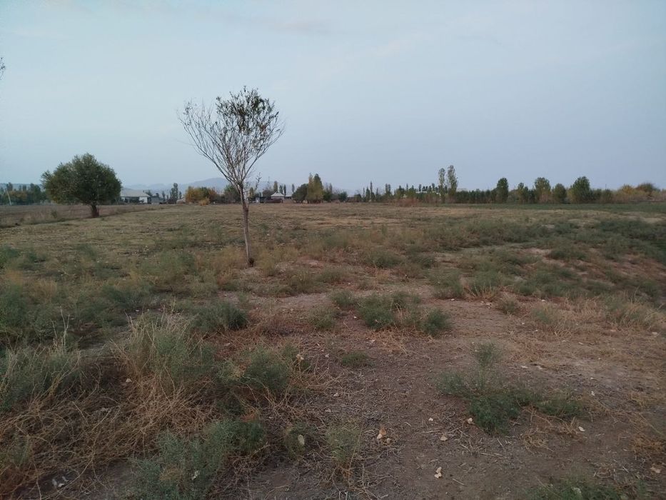 Toza yer joyi tomorqa