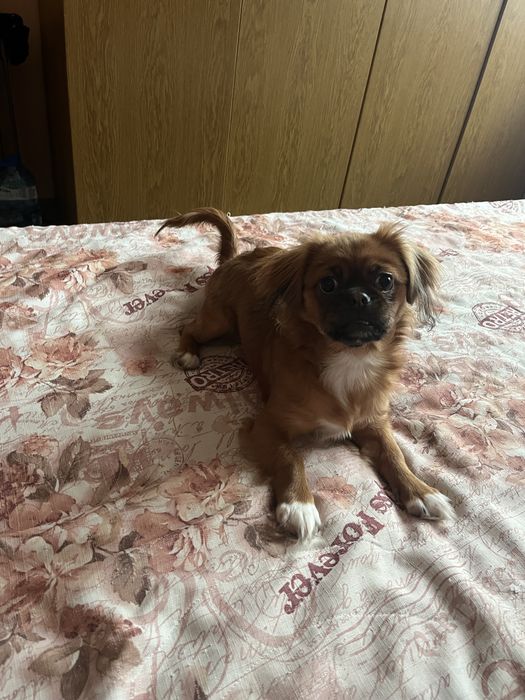 Продавам чистокръвен пекинез