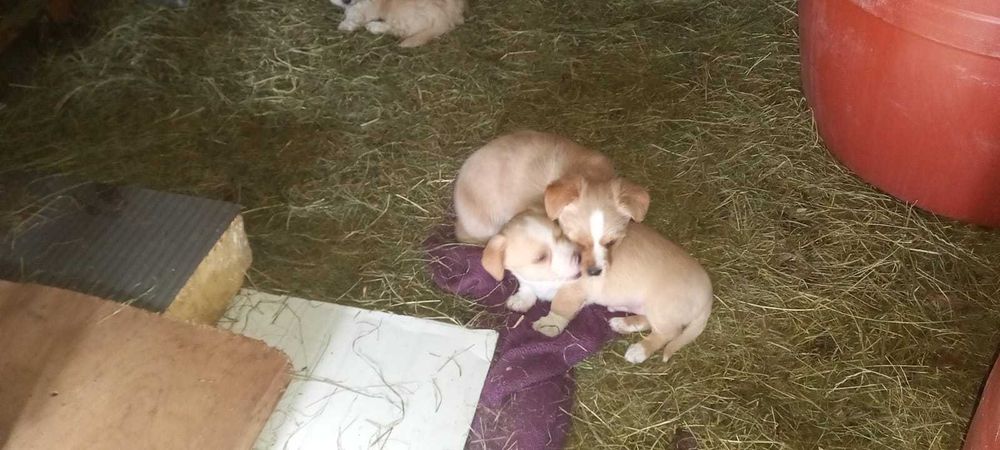 Ofer caini spre adoptie