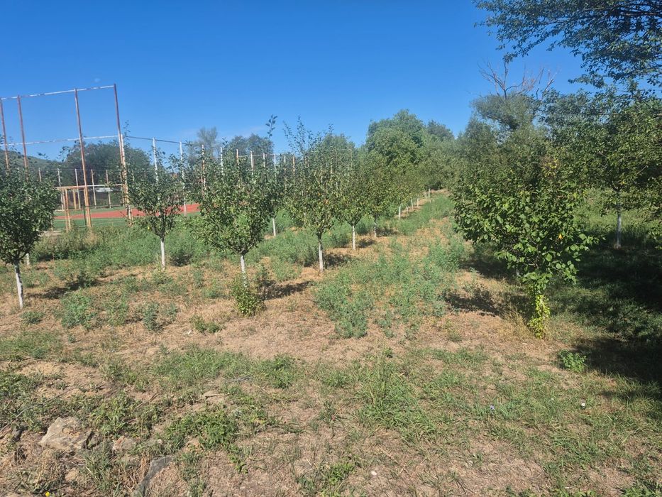 Vând casă în localitatea Belotinț, județul Arad