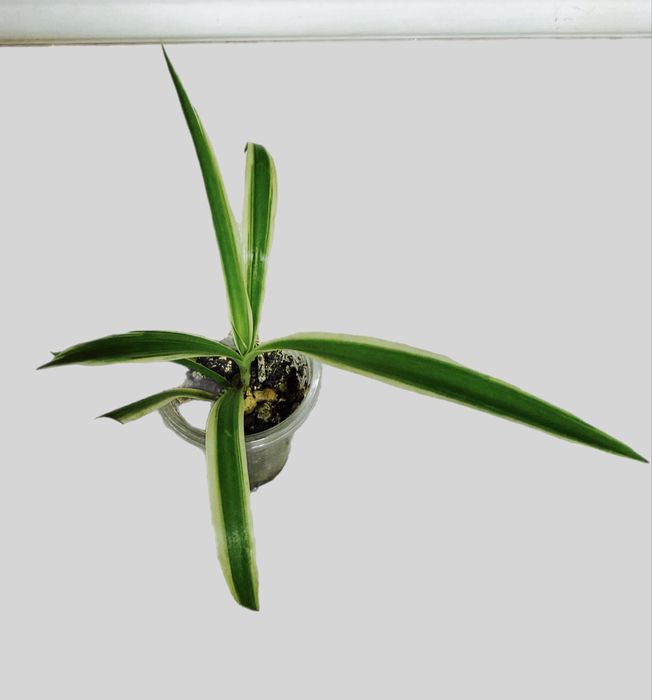 Хлорофитум вариегатный