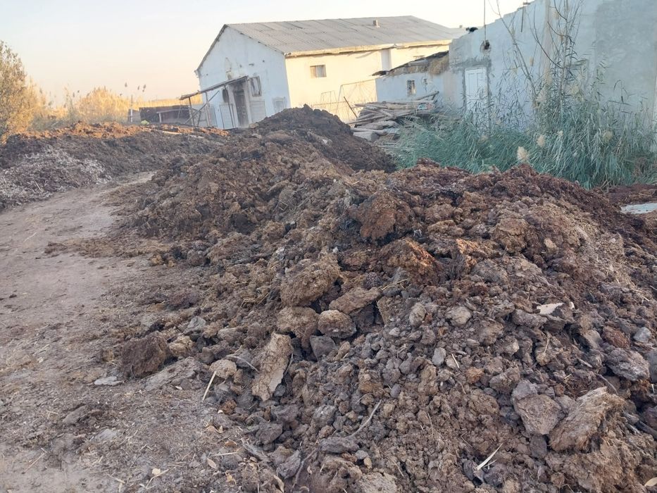 Товук ва мол дарси сотилади