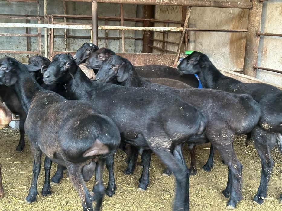 Qocqorla sotiladi aqiqa ehoson uchun