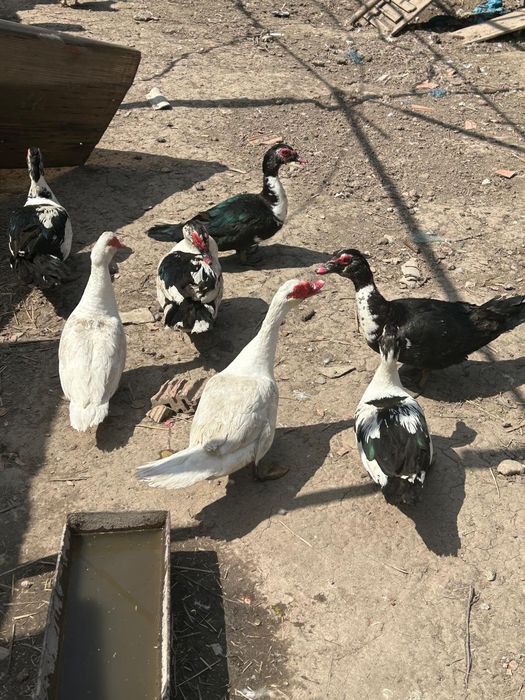 Vând rațe mute Salaj