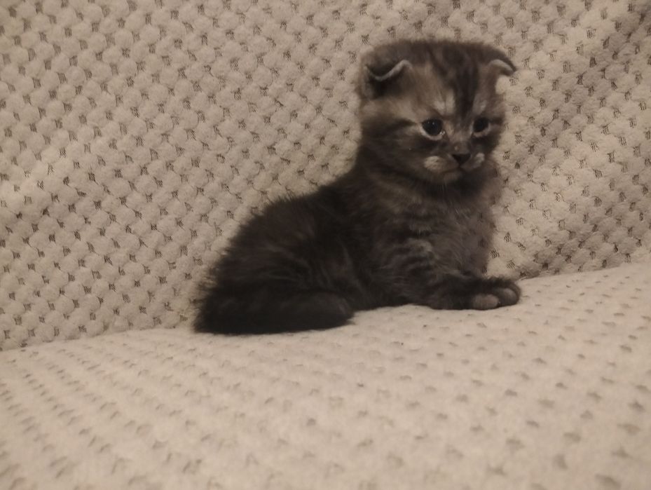 Продам котят шотланцы девочки