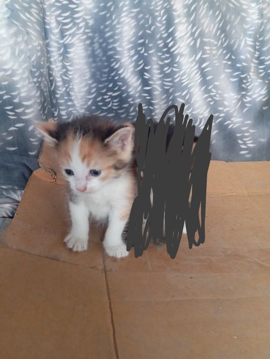 Отдам Котёнка и  кошку