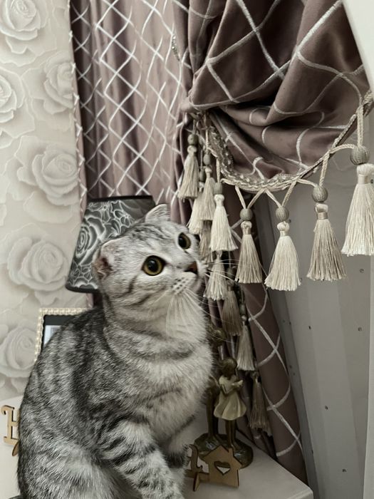 Шодланский кошка