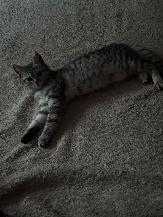 Продам котенка не кастрирован