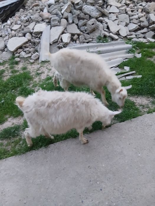 Бірші тума екі тоқал ешкі сатылады