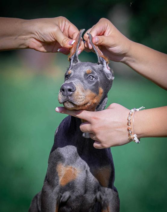 Щенки добермана с купированными ушами