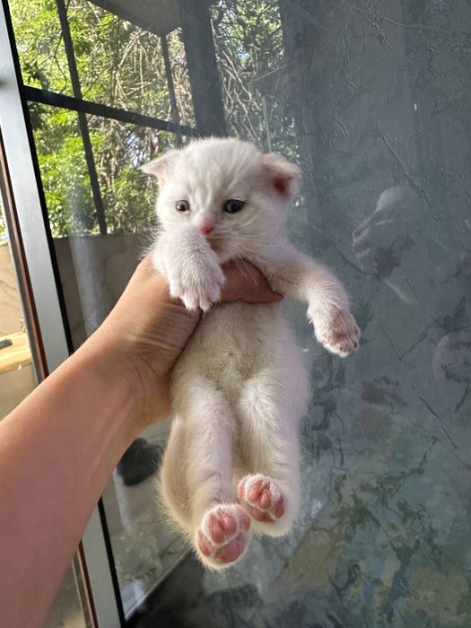 Котята Британский фолд