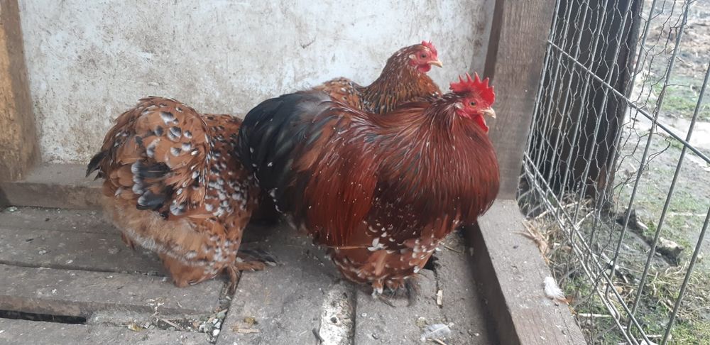 Cochinchina pitic porțelan