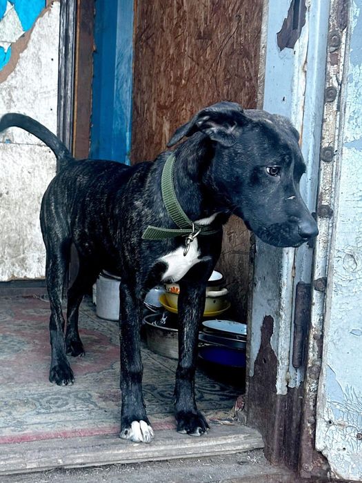 Собака по договору