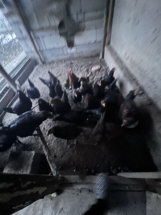 Tovuqlar sotiladi soni 21 ta 1 tasi xoroz yoshi 1-3 yillik tovuqlar