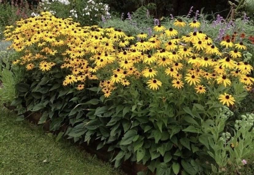 Рудбекия rudbeckia