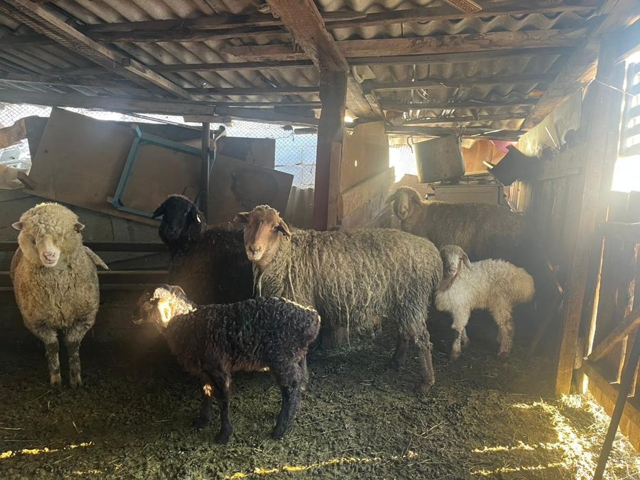 Продам цена договорная