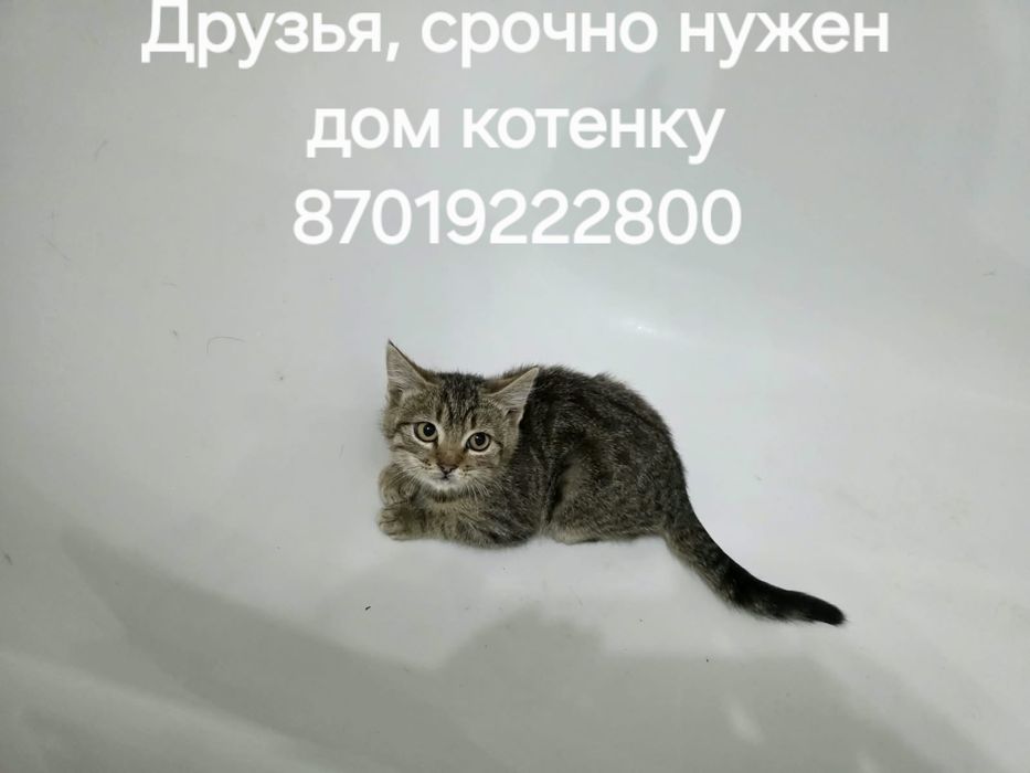 Котенок девочка 2-3 месяца,  к лотку приучена. Со временем бесплатно с