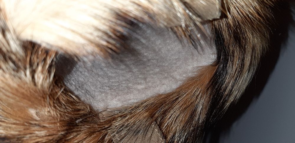 Мех от сапог унтов