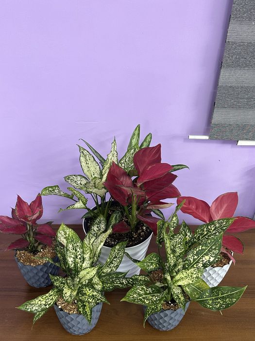 Аглоанема, ухоженные