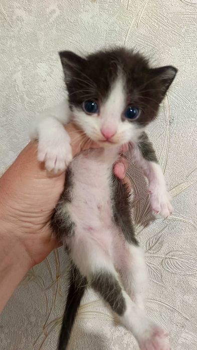 Котята, бесполезно в Актау (мысык )