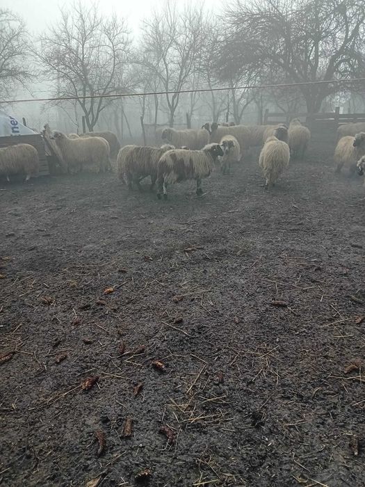 Berbecut mior de vanzare