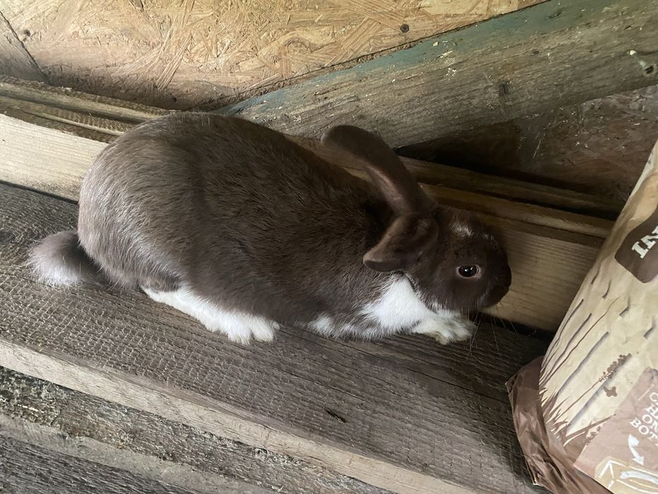 Vand ieprii de rasa mixta